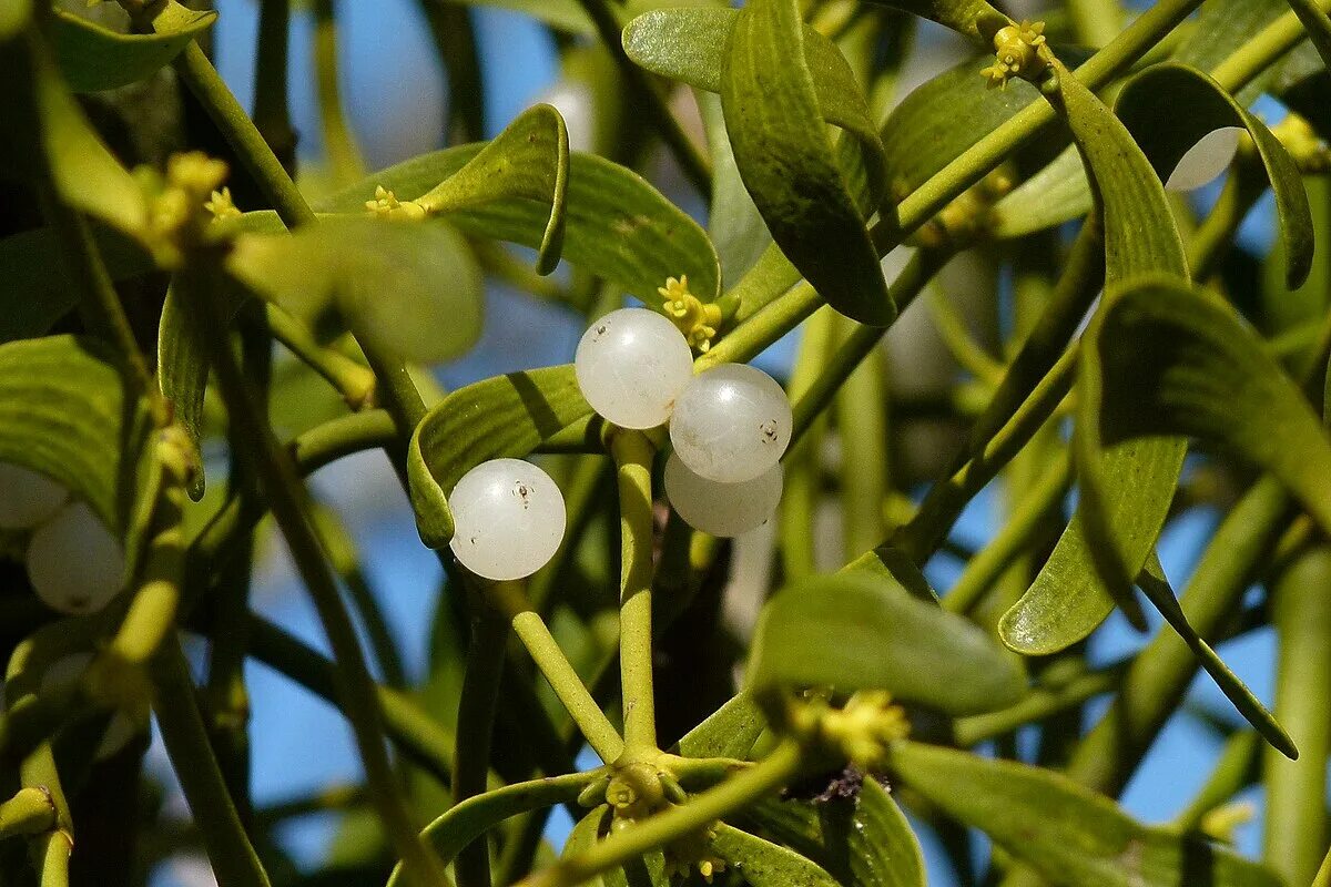 Растение омела как выглядит File:Mistletoe with berries.jpg - Wikipedia