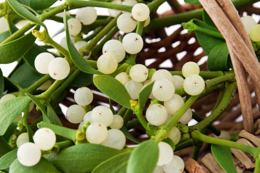 Растение омела как выглядит Care Of Mistletoe: How To Grow Mistletoe Plants Mistletoe plant, Plants, Poisono