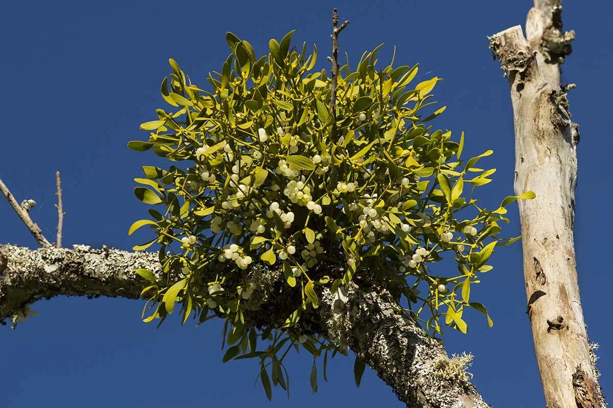 Растение омела как выглядит How to Control Invasive Mistletoe Gardener’s Path