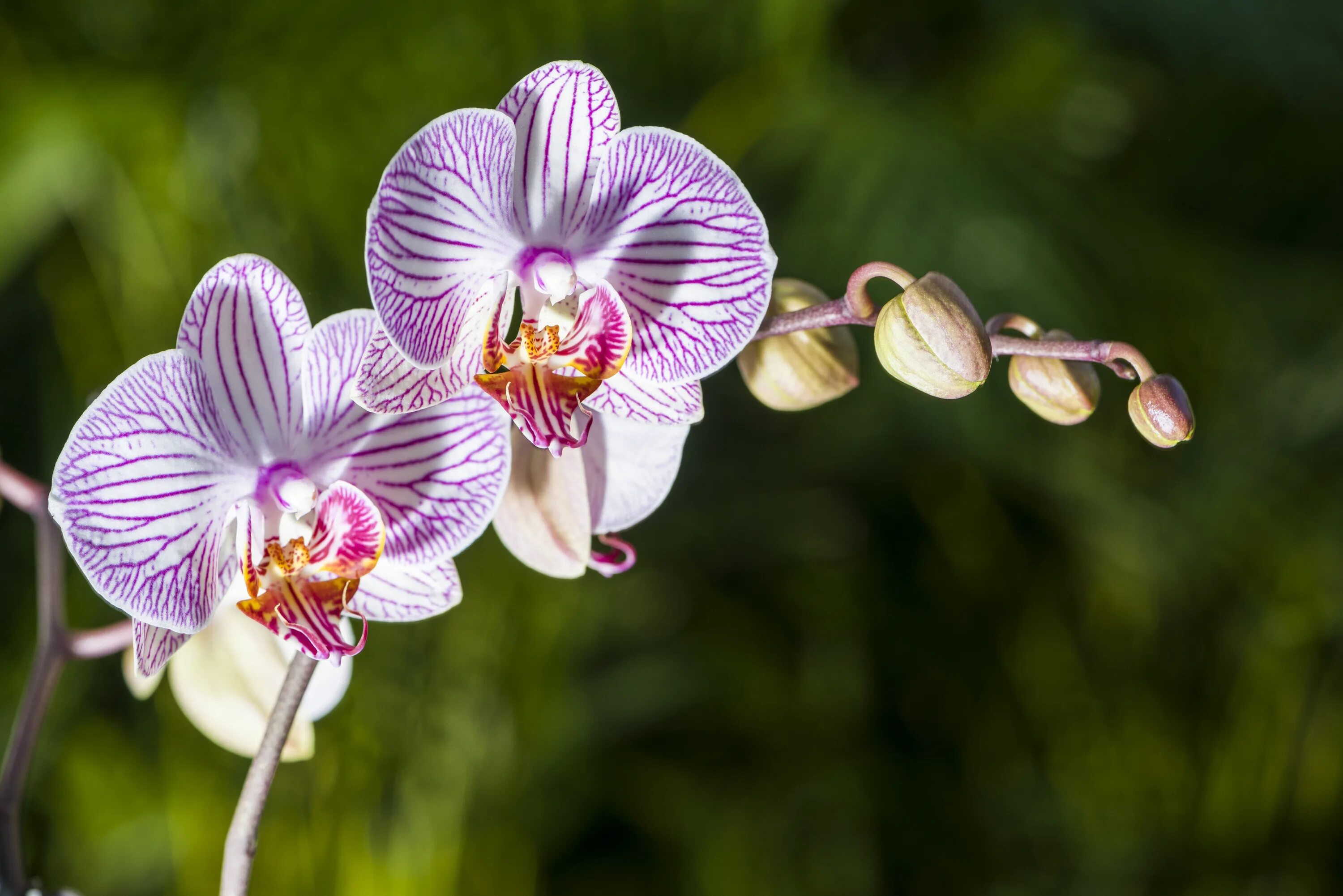 Растение орхидея фото 9 Fascinating Things You Didn't Know About Orchids Orchid care, Orchid seeds, Gr