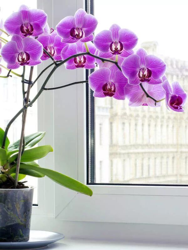 Растение орхидея фото 20 Flowering Houseplants That Will Add Beauty to Your Home Orchids, Indoor orchi