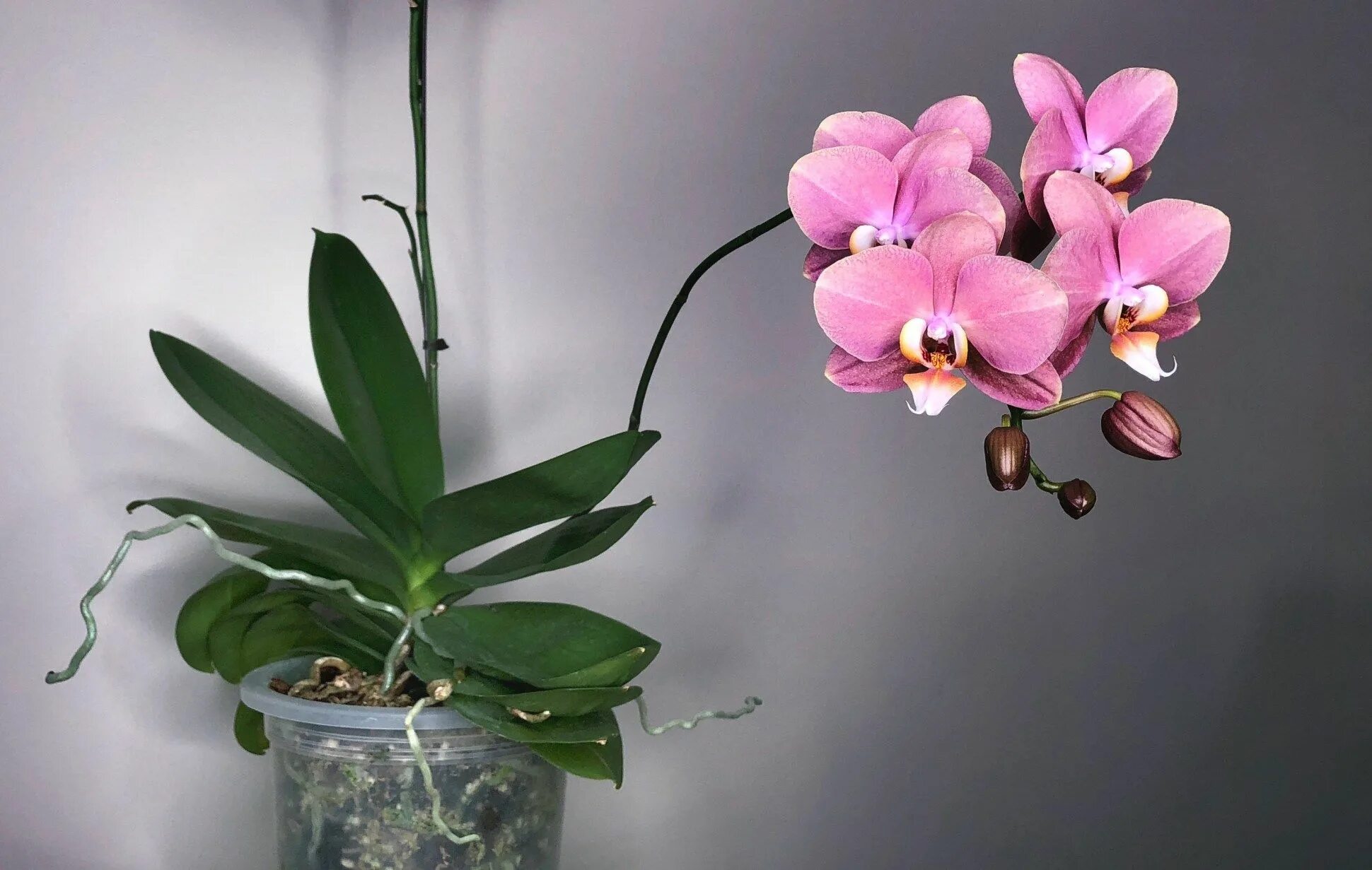 Растение орхидея фото My 5 "Go-to" Orchid Potting Mix Recipes " Here—But Not Orchid potting mix, Jewel