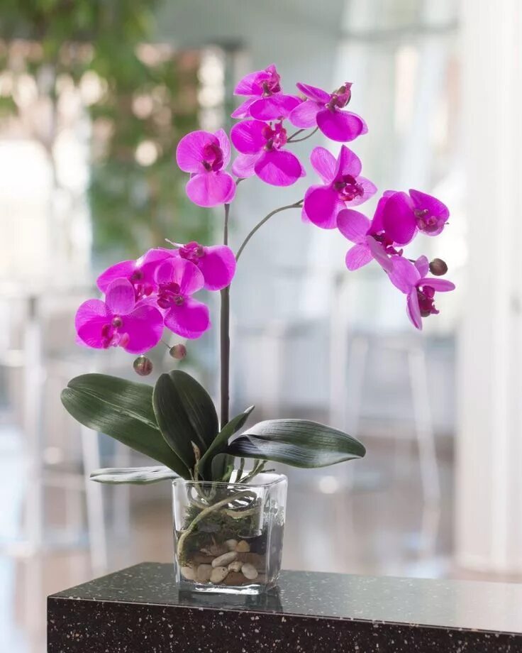 Растение орхидея фото Pin on orchidee Phalaenopsis orchid care, Phalaenopsis orchid, Orchid care