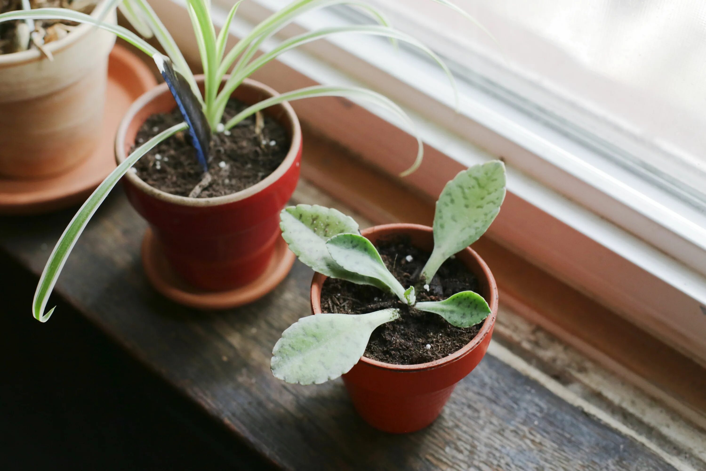 Растение ослиные уши фото How to Care for a Donkey Ear Plant Hunker Plants, Shamrock plant, Tall flowers