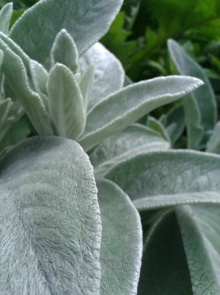 Растение ослиные уши фото Lambs ear: So soft and fuzzy—and natural. Pflanzen, Garten, Aussen