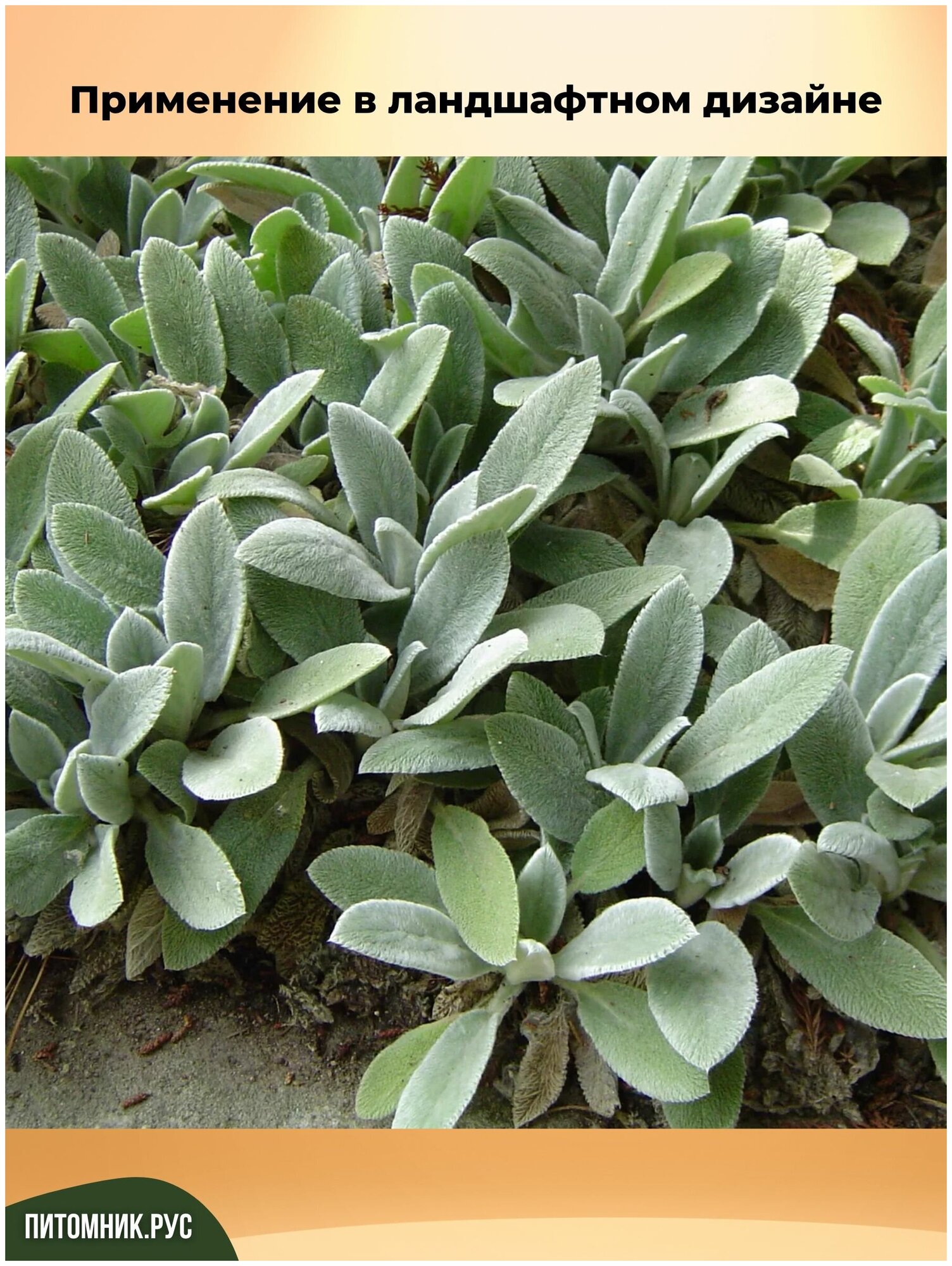 File:Stachys lanata 01.jpg - Wikipedia