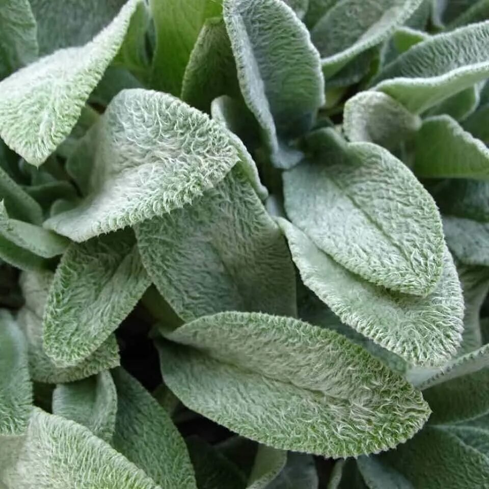 Растение ослиные уши фото Amazon.com: Lambs Ear Perennial