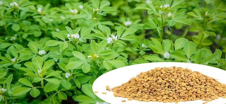 Растение пажитник как выглядит фото Scientists of Iran found spice for decrease in level of harmful cholesterol Heal