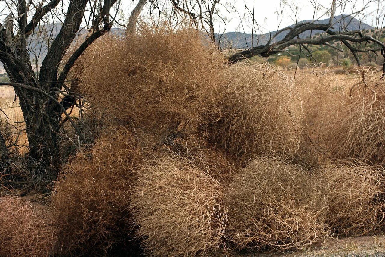 Растение перекати поле фото и описание Pin on Common weeds of Alberta