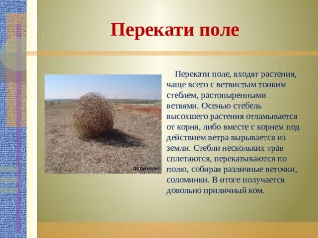 Растение перекати поле фото и описание Презентация на тему "Наш край родной" автор обучающийся 8 класса Нурмагомедов А.