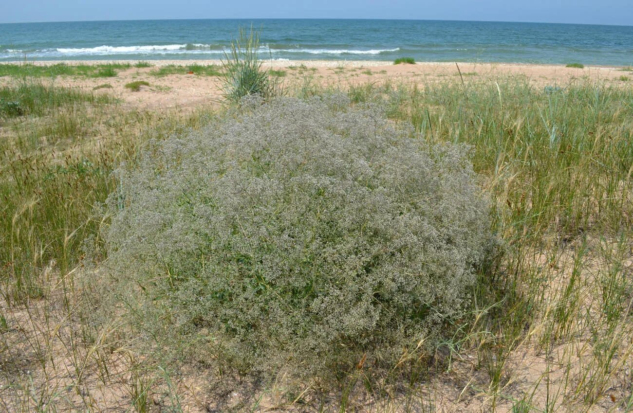 Растение перекати поле фото и описание Gypsophila paniculata - Image of an specimen - Plantarium