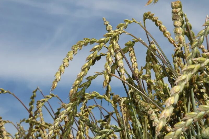 Растение полба как выглядит фото и описание Winter spelt