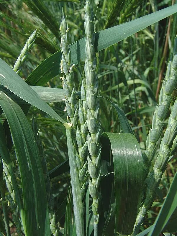 Растение полба как выглядит фото и описание Triticum spelta