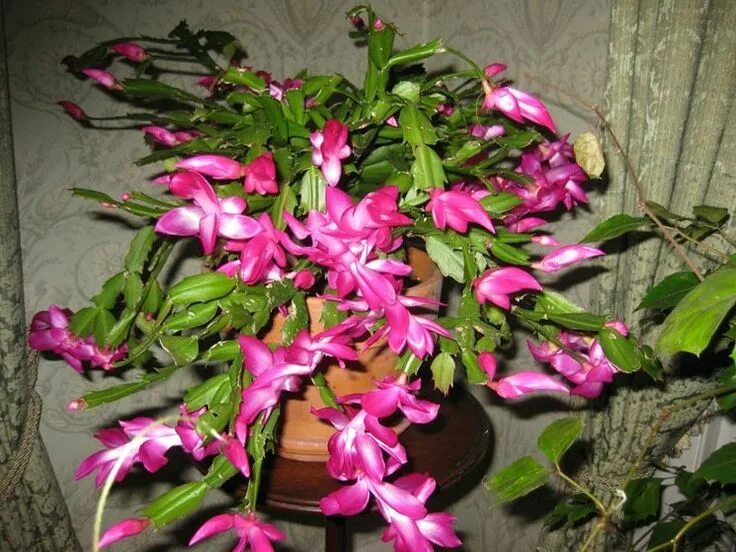 Растение раковая шейка как выглядит Pianta di Cactus di Natale Thanksgiving cactus, Holiday cactus, Cactus