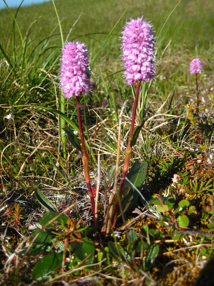 Растение раковая шейка как выглядит Горец змеиный "Polygonum"