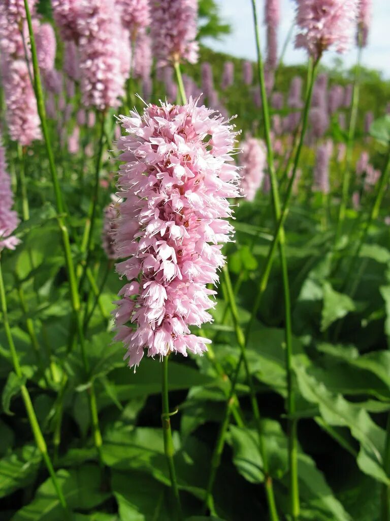 Растение раковая шейка как выглядит Polygonum bistorta, Superbum Kingsbrae Garden Flickr