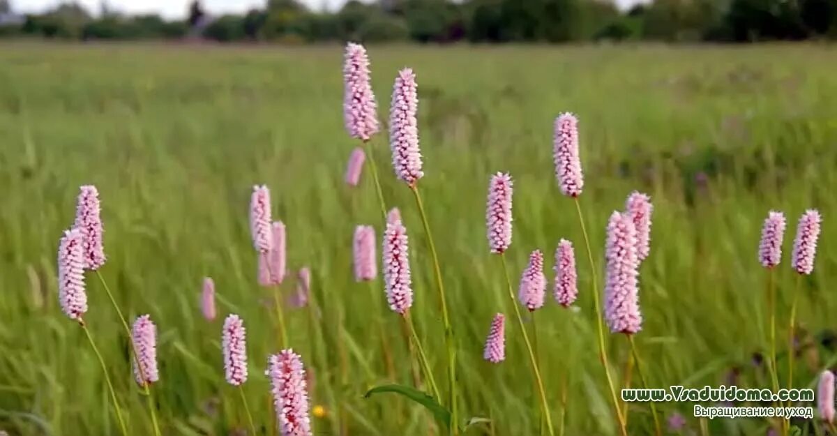 Растение раковая шейка как выглядит Serpentine Highlander (photo) growing and harvesting Site about a garden, a summ