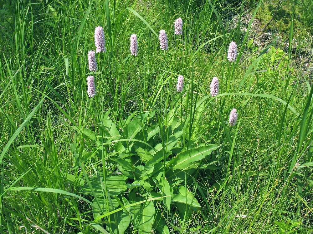 Растение раковая шейка как выглядит Bistorta officinalis (meadow bistort)