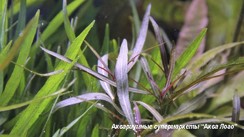 Растение рыбка фото Гигрофила Арагуайя Hygrophila sp. Araguaya sharp leaf - Рыба, растения и беспозв