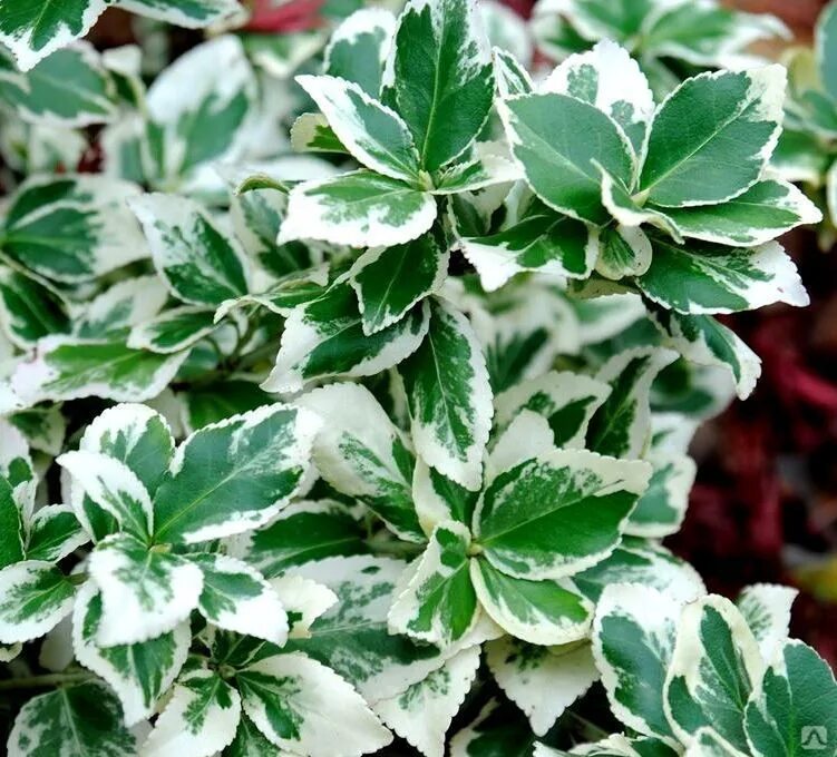 Растение с белыми листьями фото Бересклет Euonymus fortunei Silver Queen купить в Перми по договорной цене от ко