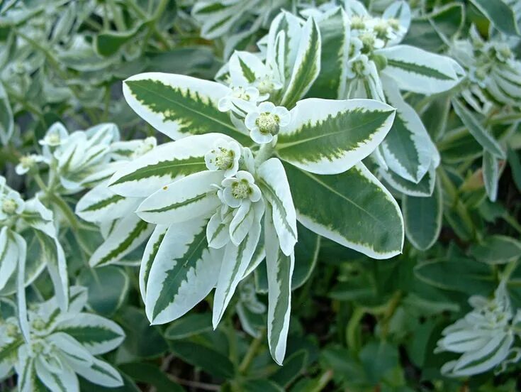 Растение с белыми листьями фото Snow-on-the-Mountain (Euphorbia marginata) Euphorbia, Plant leaves, Garden plant