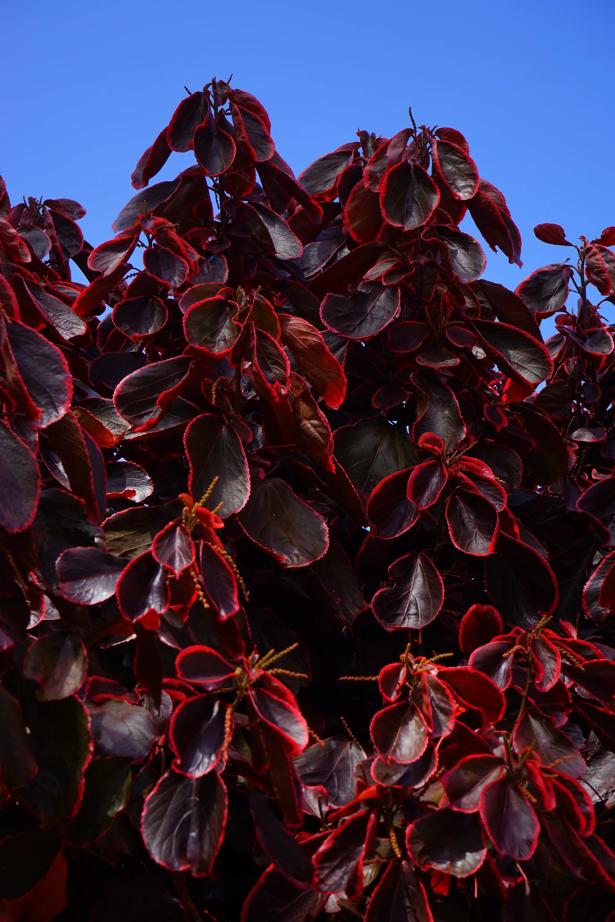 Растение с бордовыми листьями фото Dark red foliage of a shrub close up free image download