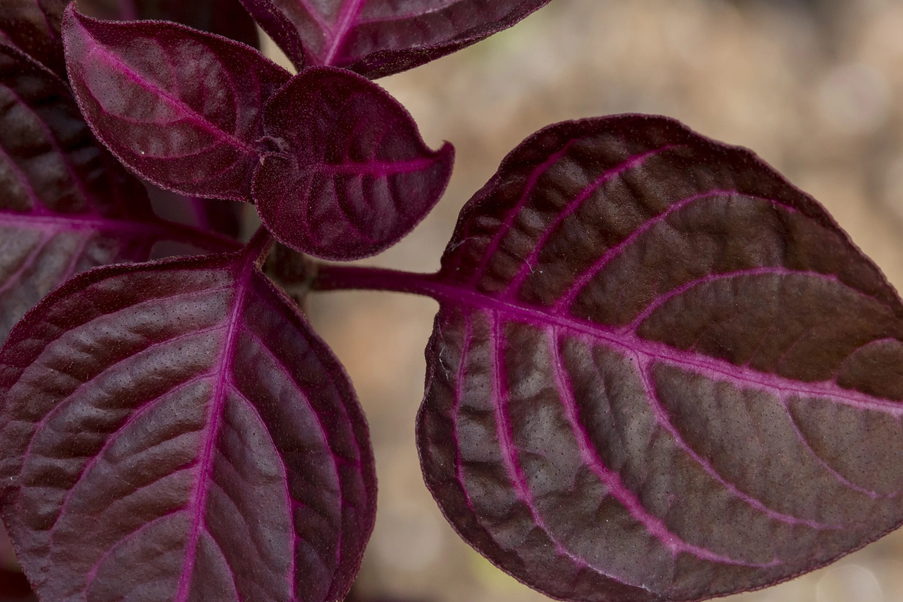 Растение с бордовыми листьями фото Purple leaves macro view free image download