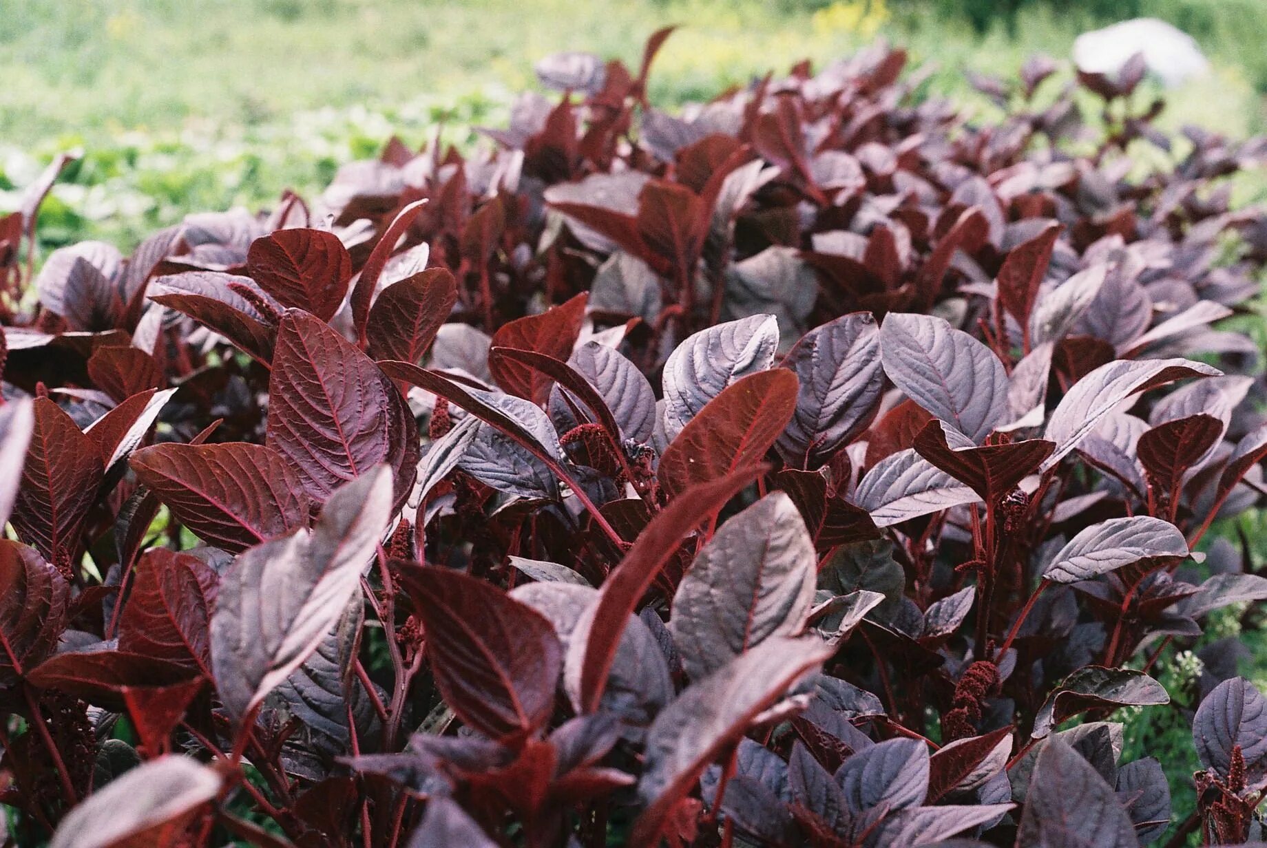 Растение с бордовыми листьями фото Hopi Red Dye #Amaranth Organic seeds, Amaranth, Amaranthus