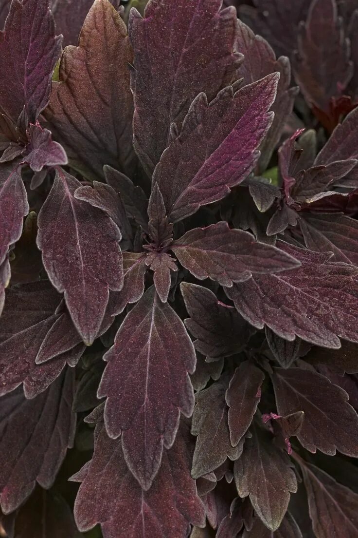 Растение с бордовыми листьями фото ColorBlaze ® Marooned ™ - Coleus - Solenostemon scutellarioides Lavender plant, 