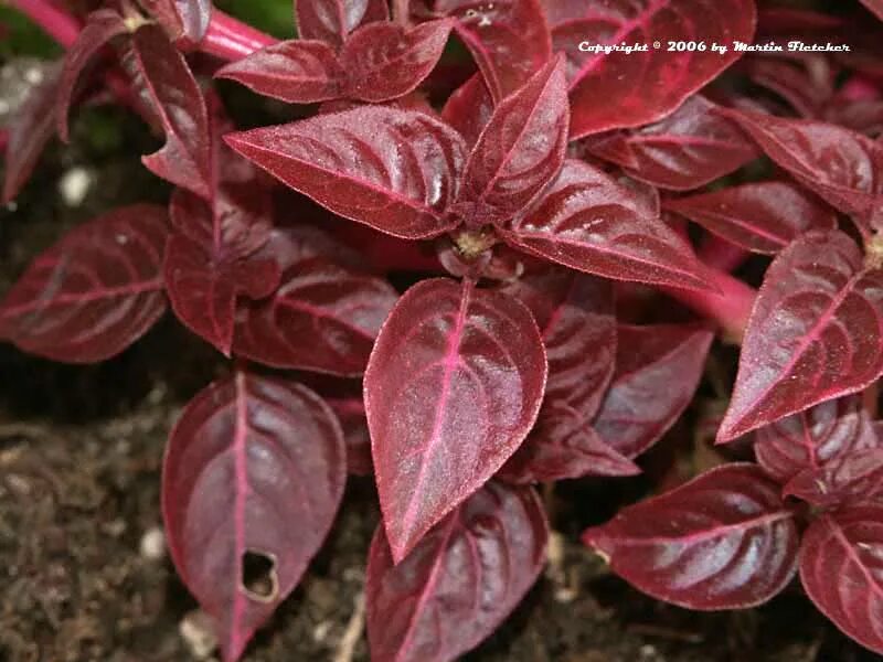 Растение с бордовыми листьями фото и названия Iresine herbstii Bloodleaf California Gardens