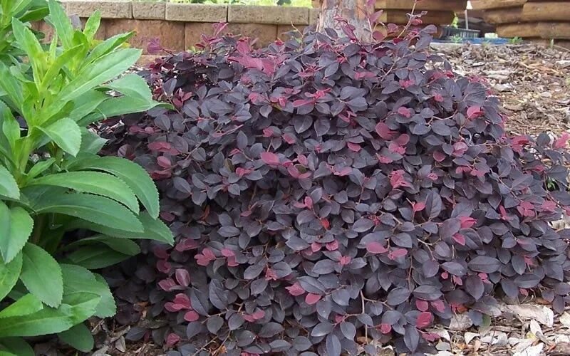 Растение с бордовыми листьями фото и названия Pixie loropetalum Landscaping plants, Purple pixie loropetalum, Garden shrubs