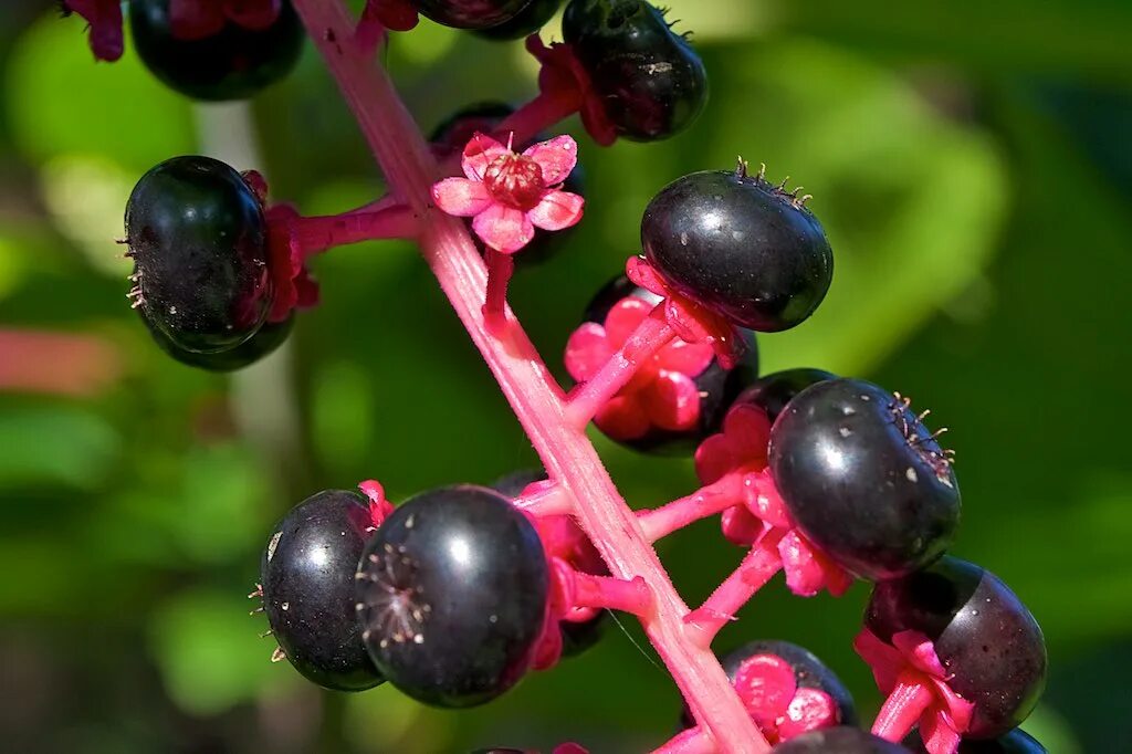 Растение с черными ягодами фото Taking its Time A flower on an American Pokeweed (Phytolac. Flickr