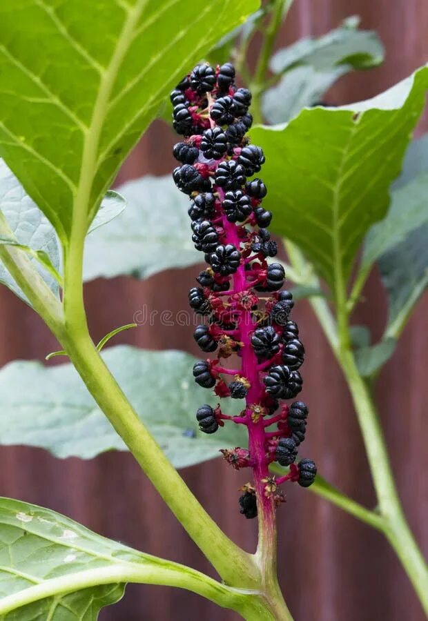 Растение с черными ягодами фото 1,304 Phytolacca стоковые фото - бесплатные и стоковые фото RF от Dreamstime - С