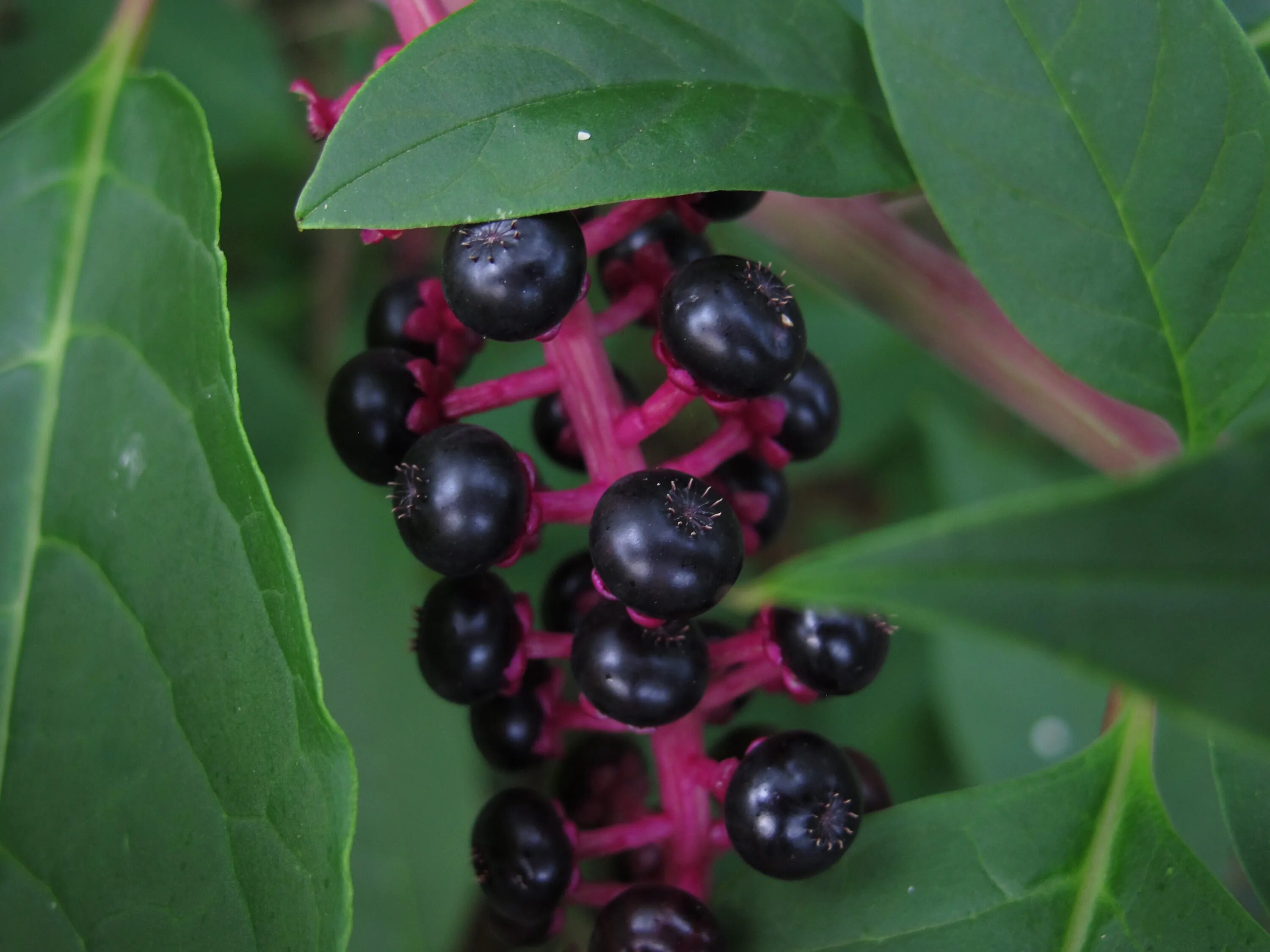 Растение с черными ягодами фото Free Images : fruit, berry, leaf, flower, ripe, bush, food, produce, color, natu