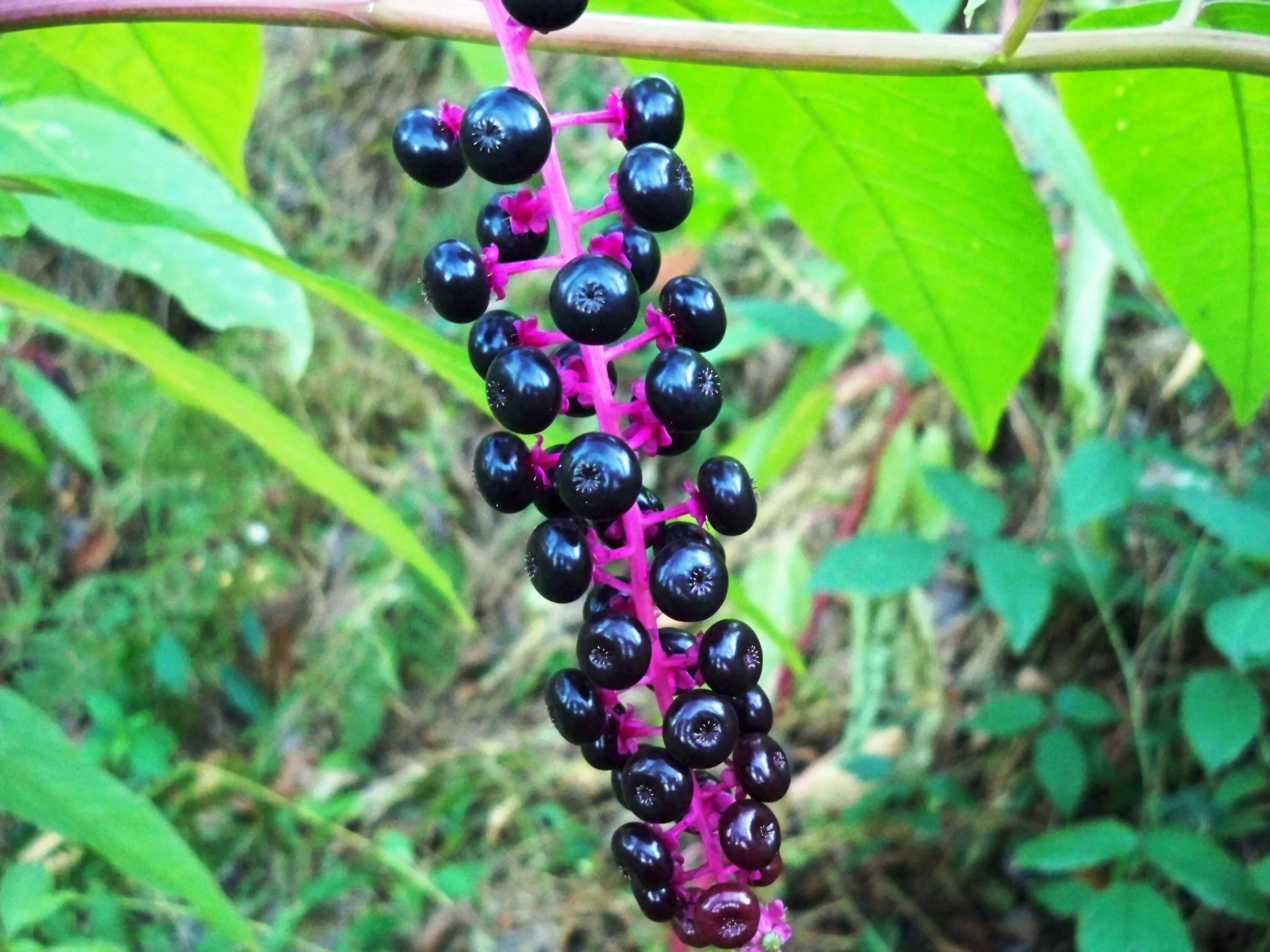 Растение с черными ягодами фото File:Şekerciboyası (Phytolacca americana).jpg - Wikimedia Commons