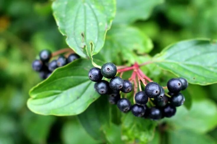 Растение с черными ягодами фото Elderberries on a bush Elderberry syrup recipe, Elderberry syrup, Elderberry