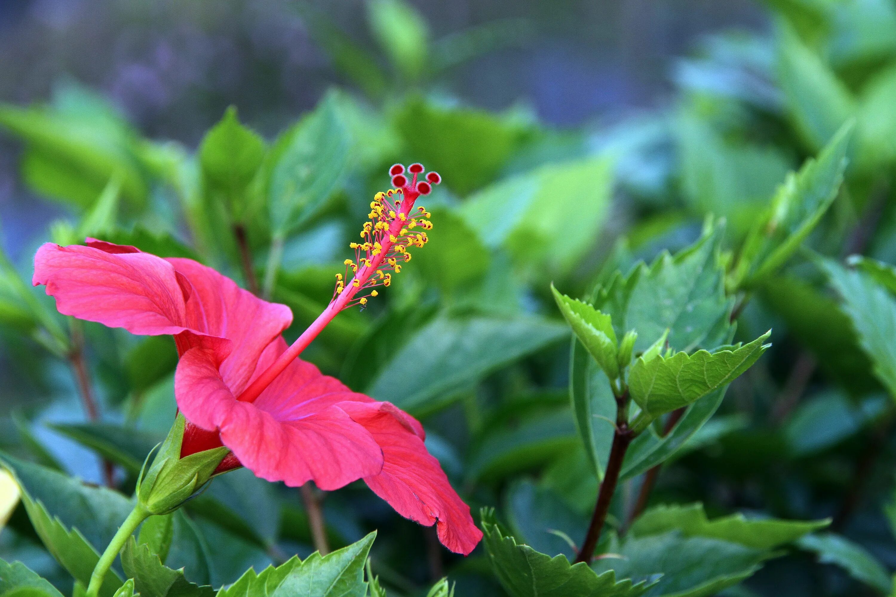 Растение с красными цветами фото Free Images : leaf, petal, bloom, red, herb, botany, flora, wildflower, shrub, p