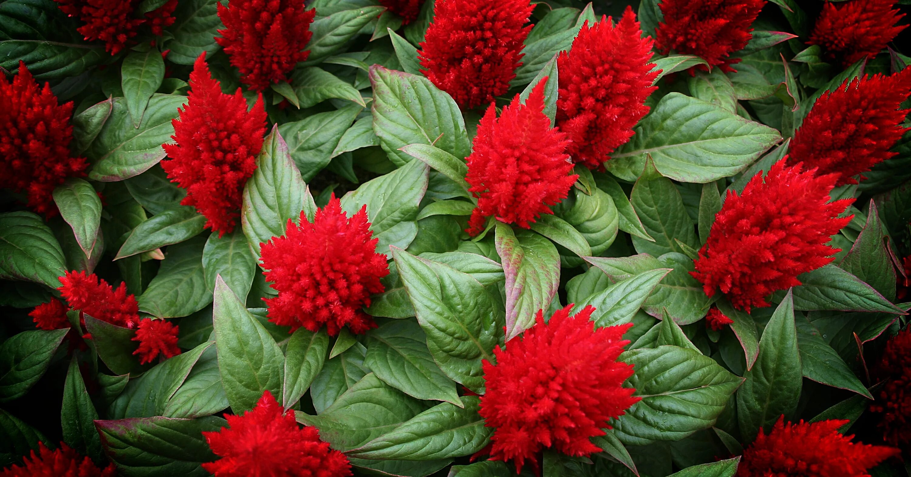 Растение с красными цветами фото Free Images : nature, abstract, flower, red, herb, flowers, shrub, cockscomb, fl