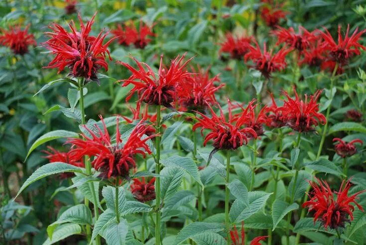 Растение с красными цветами фото Scarlet Bee Balm (Monarda didyma) Native perennial found from Maine south to Geo