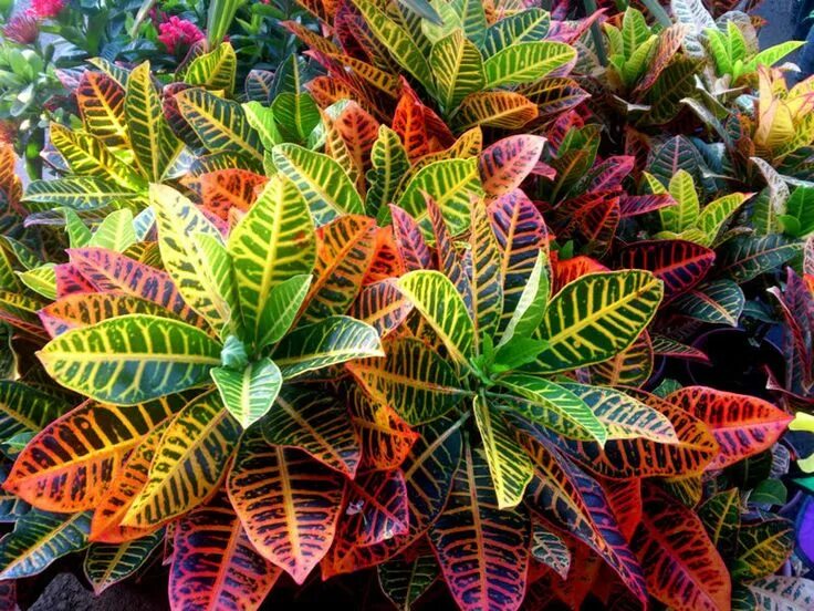 Растение с разноцветными листьями фото Croton Petra (SKU: 17292) by GardenGoodsDirect on Etsy https://www.etsy.com/list