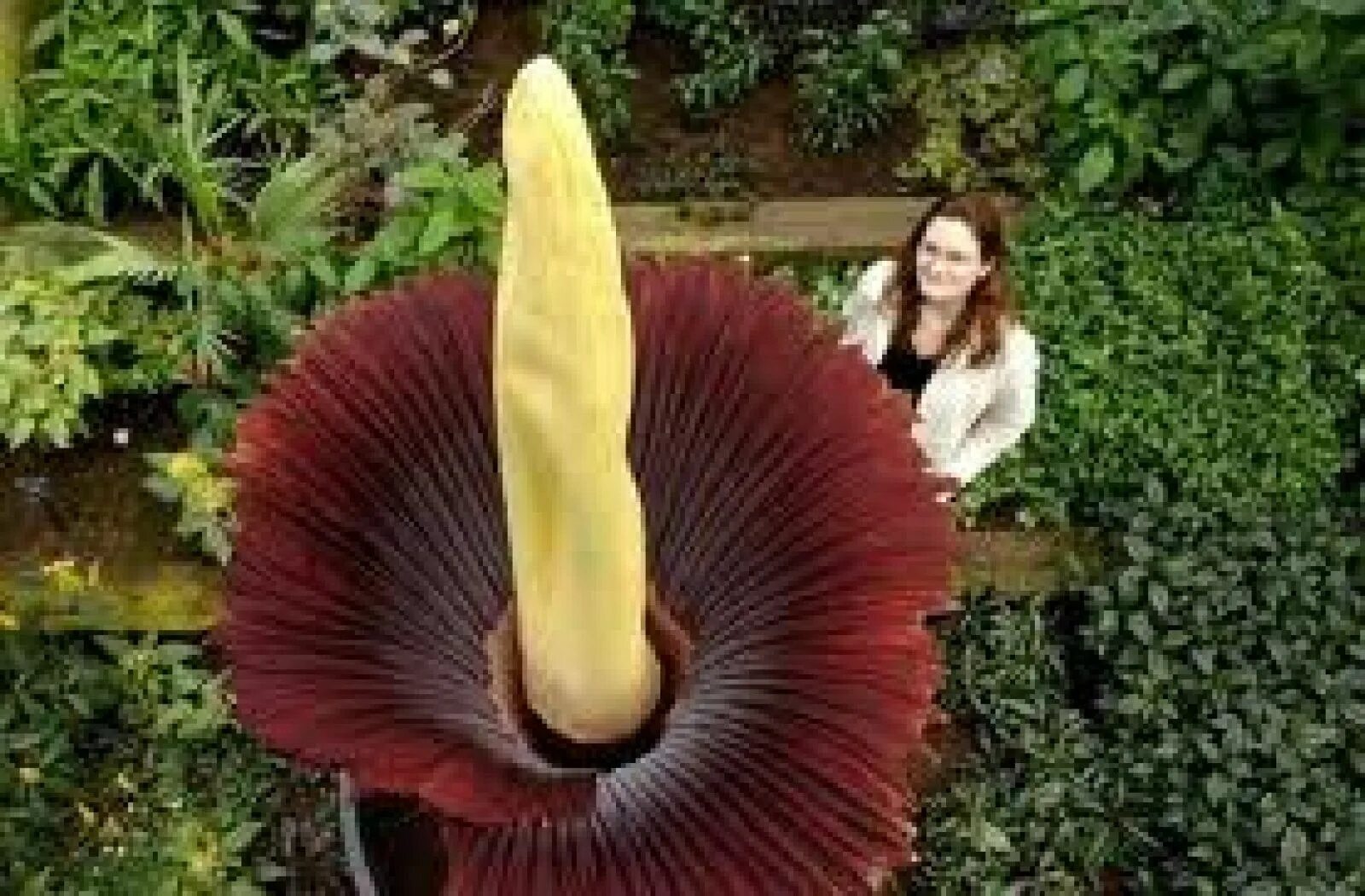 Растение с резким запахом гнилого мяса фото Es conocida como &#39;La Flor Cadáver&#39;. La flor más grande del mundo huele a