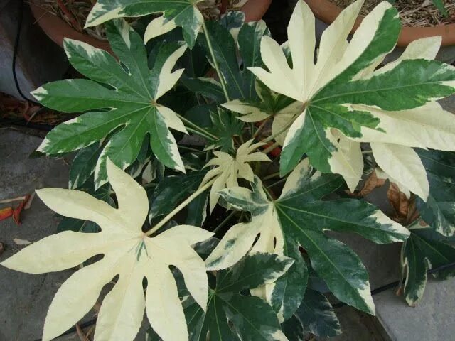 Растение с резными листьями фото название Fatsia japonica &#39;Variegata&#39; Variegated plants, Fatsia japonica, Garden b