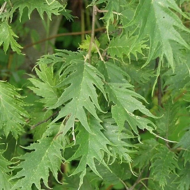 Растение с резными листьями фото название Alnus incana 'Laciniata' Tree Types of soil, Ornamental trees, Plant leaves