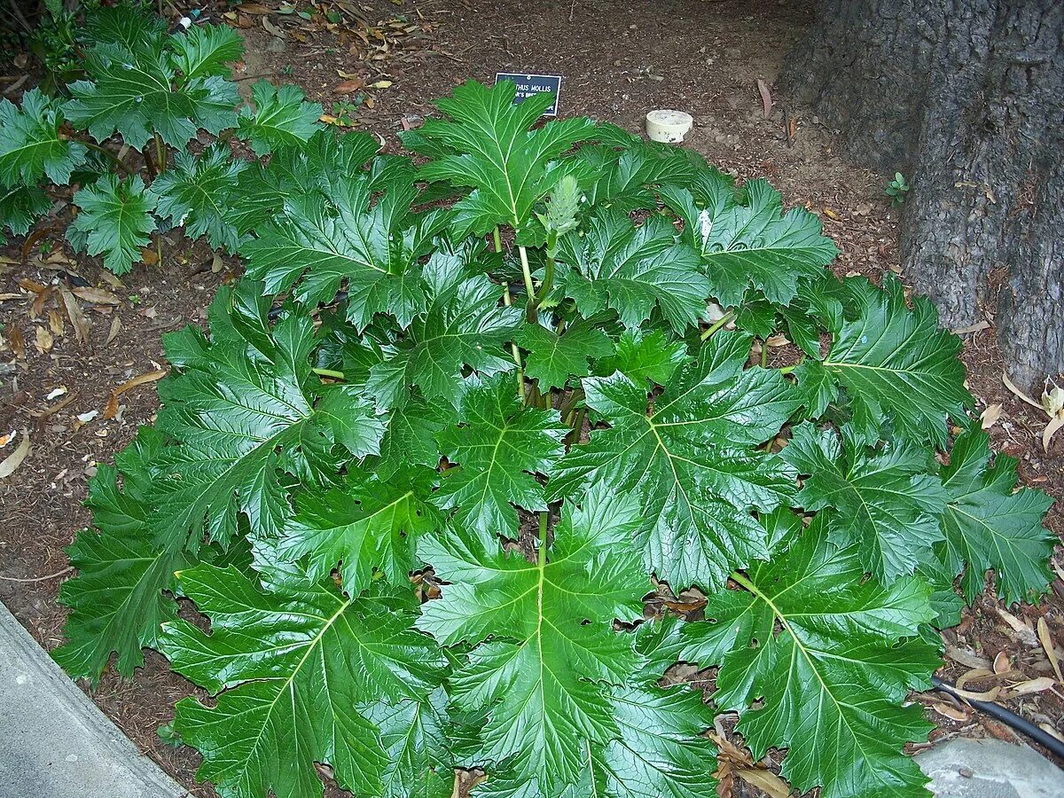 Растение с резными листьями фото название Файл:Acanthus mollis 5.jpg - Википедия