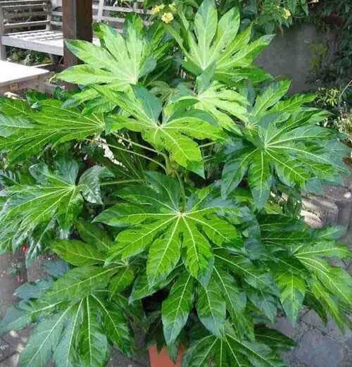 Растение с резными листьями фото название Фатсия (Аралия) / Fatsia (Aralia) - декоративно - лиственные растения - Классы к