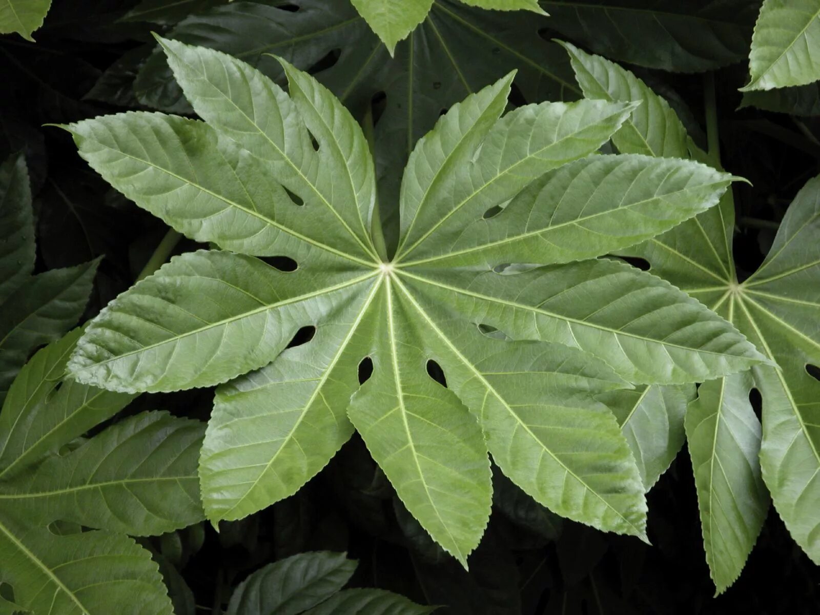 Растение с резными листьями фото название Aralia Plant Information: Tips On Growing Aralias The fresh