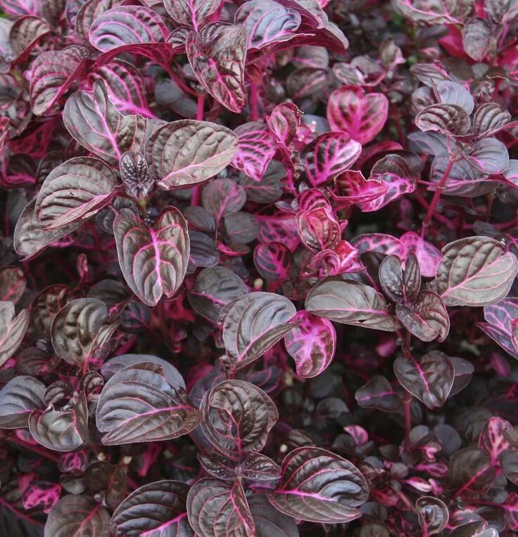 Растение с розовыми листьями фото Designing plant pictures Plants with pink flowers, Red leaf plant, Shade plants