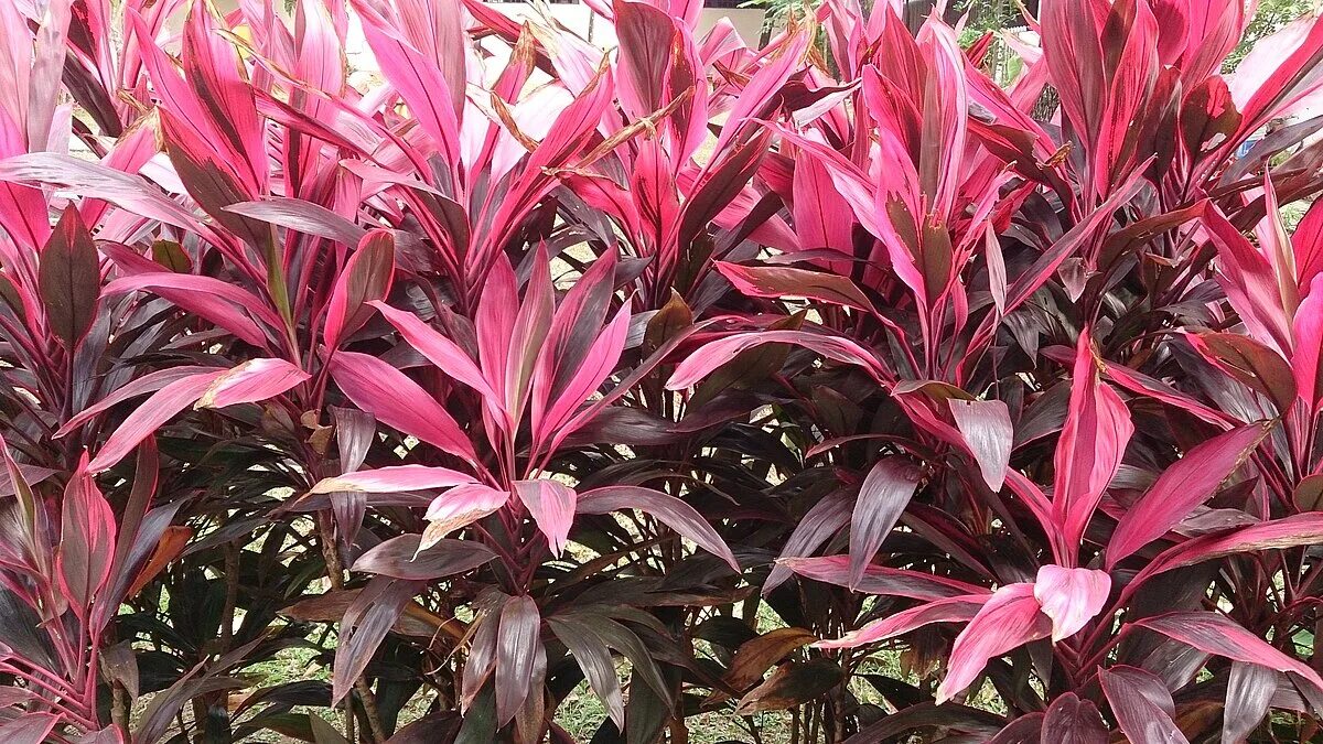 Растение с розовыми листьями фото File:Cordyline fruiticosa 'Firebrand' 3.jpg - Wikipedia