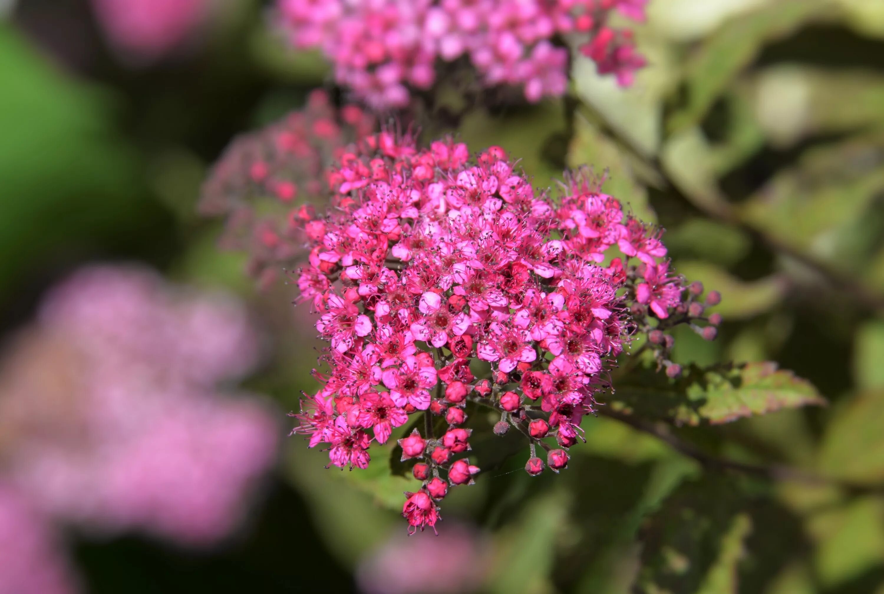 Растение с розовыми цветами фото Pink Japanese spiraea flowers near Desktop wallpapers 600x1024