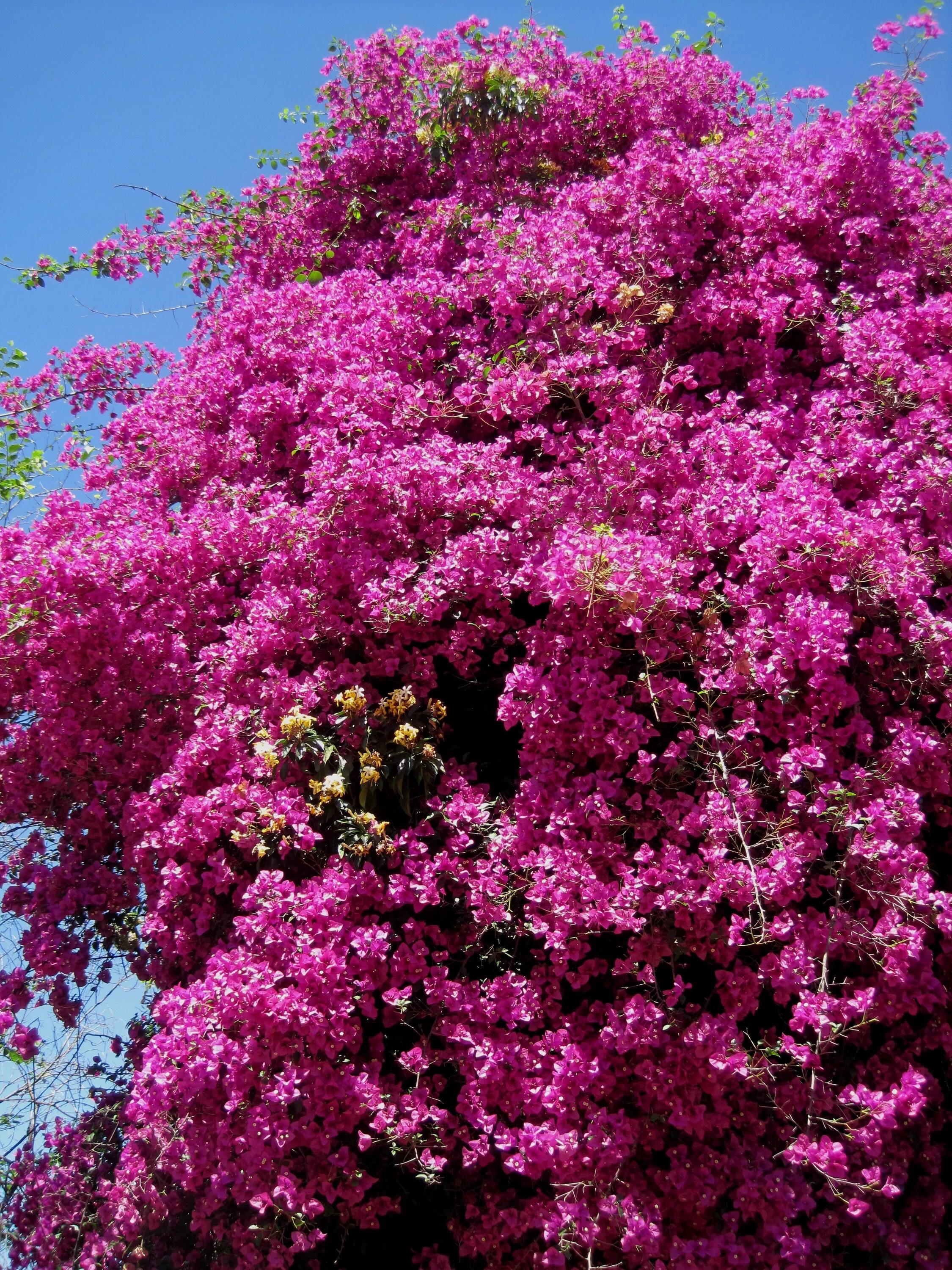 Растение с розовыми цветами фото Free Images : tree, branch, blossom, flower, summer, botany, flora, flowers, shr